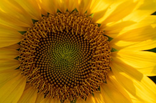 Immagine gratuita di avvicinamento, fiore, giallo