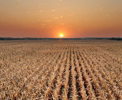 Foto profissional grátis de agricultura, amarelo, área