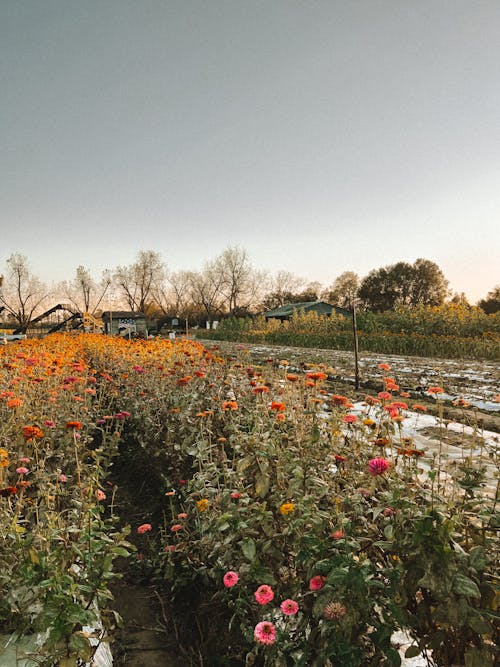 フィールド, フラワーズ, 咲くの無料の写真素材