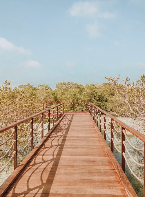 Free Explore the serene beauty of a wooden jetty surrounded by lush mangroves in Abu Dhabi, UAE. Stock Photo