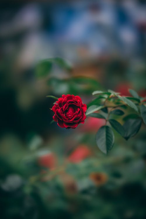 Gratis lagerfoto af blomst, frisk, lodret skud