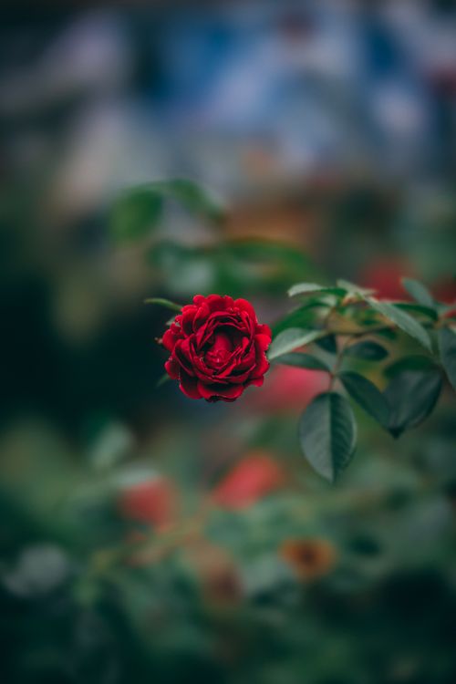 Rose Flower in Nature · Free Stock Photo