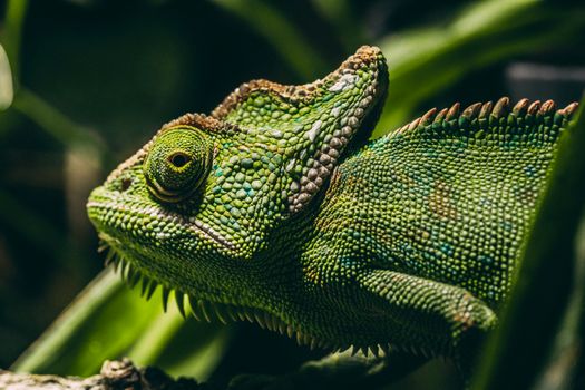 Chameleon in Close Up