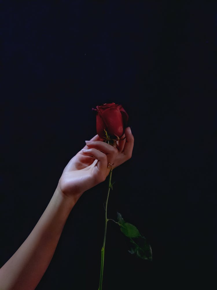 Woman Hand Holding Rose Flower