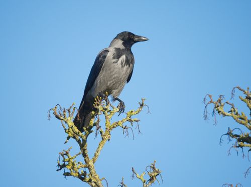 Free A hooded crow sitting atop a tree branch against a clear blue sky, showcasing vibrant wildlife. Stock Photo
