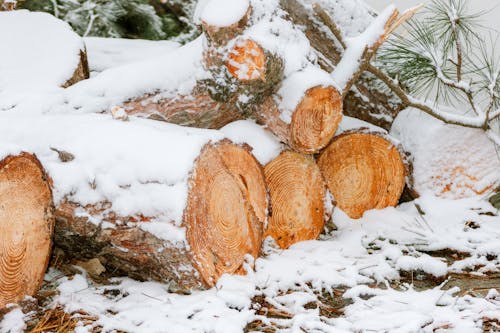 Logs under the snow