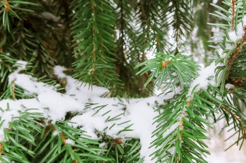 Snow on the tree