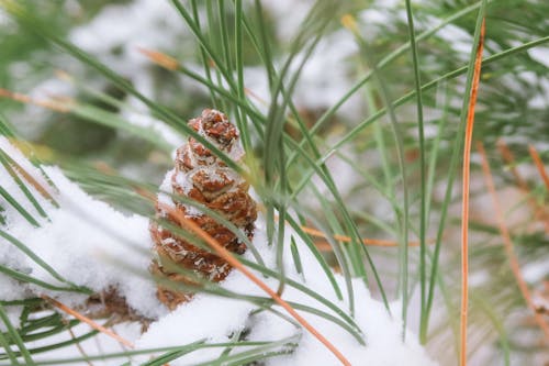 Natural pine cone