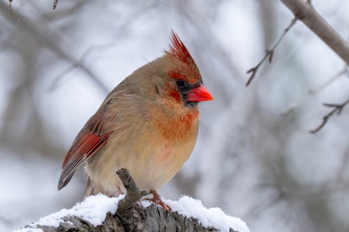 Gratis lagerfoto af dyrefotografering, fugl, northern kardinal