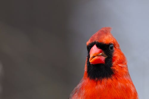 Head of Northern Cardinal