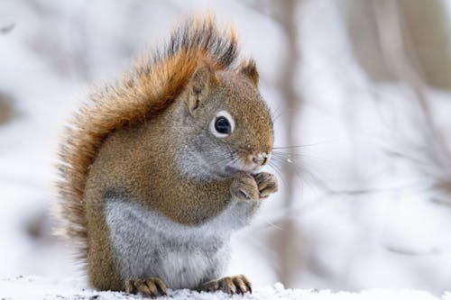 Squirrel in Winter