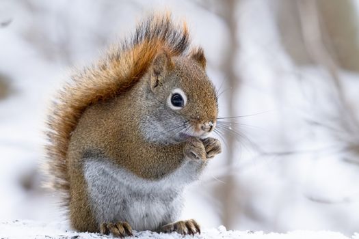 Adorable red squirrel munching in a snowy Toronto winter scene. Perfect for nature and wildlife themes.
