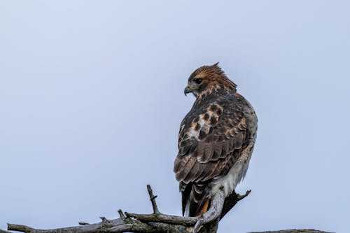 Red-tailed Hawk Bird