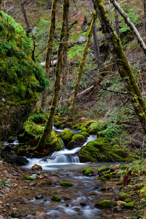 Free stock photo of forest, landscape, long exposure