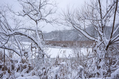 Snow on Trees around Lake