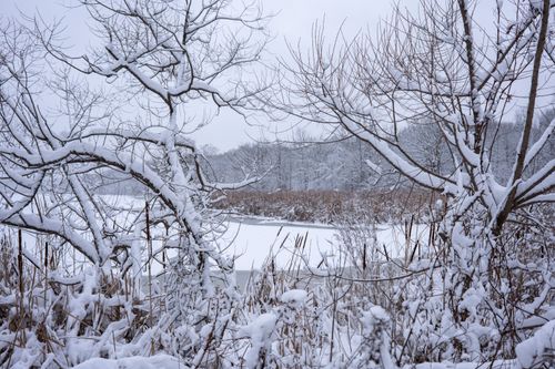 Free A serene winter scene featuring snow-covered trees surrounding a frozen lake. Stock Photo