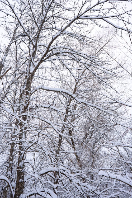 Imagine de stoc gratuită din arbori, fotografiere verticală, frig