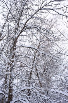 Serene winter landscape of snow-laden branches in a tranquil forest setting.