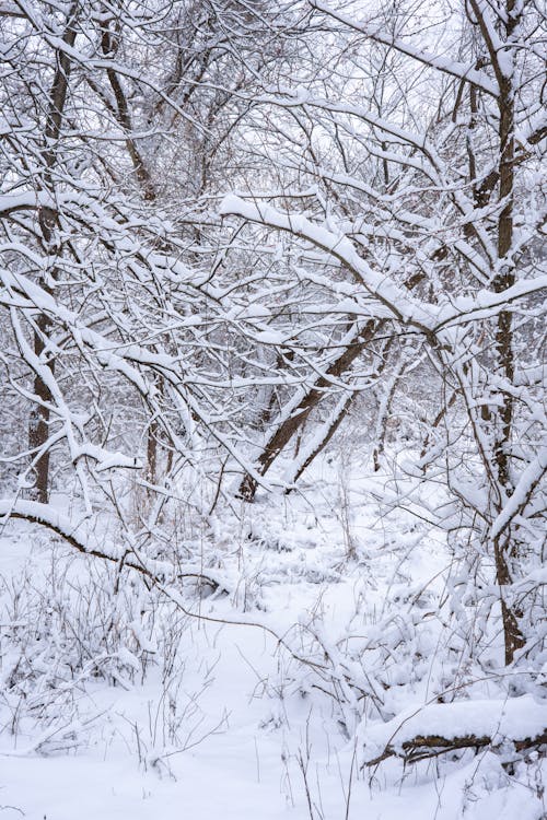 Gratis stockfoto met bloot, bomen, kou