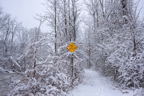 Gratis stockfoto met bloot, bomen, decor