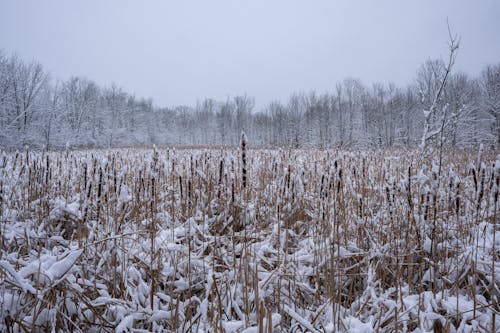 Fotos de stock gratuitas de bosque, campo, invierno