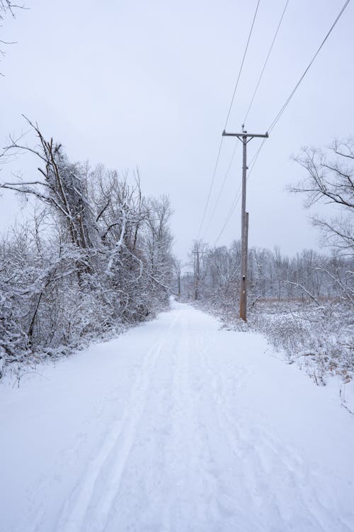 Foto d'estoc gratuïta de arbres, blanc, bosc