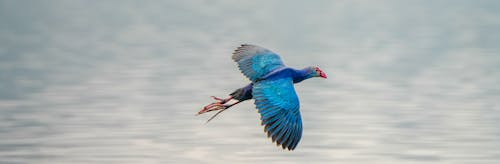 Foto d'estoc gratuïta de clics imad, jammu i caixmir, swamphen de cap gris