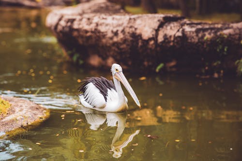 Gratis stockfoto met achtergrond, dierenfotografie, h2o