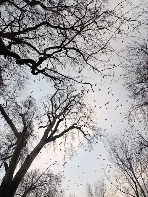 Flock of Migrating Birds Above Leafless Trees