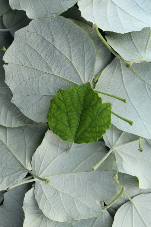 Close up of Light Green Leaves