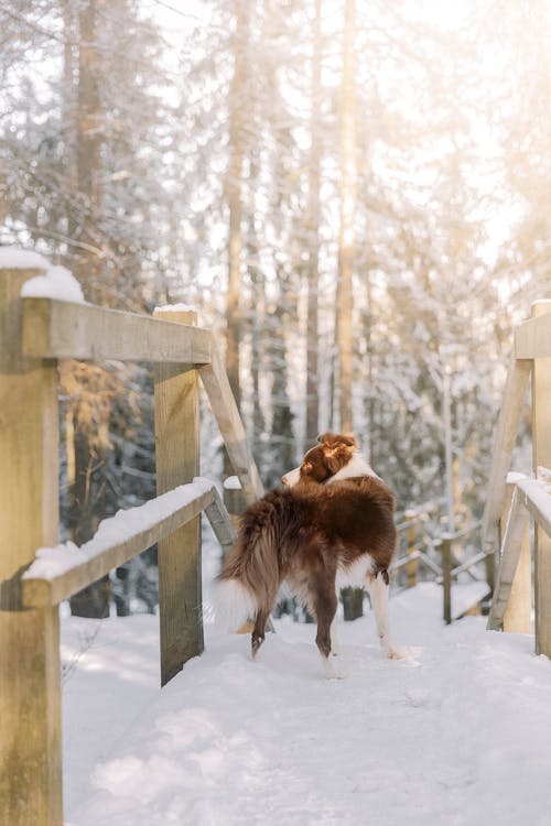 冬季, 冷, 動物攝影 的 免费素材图片