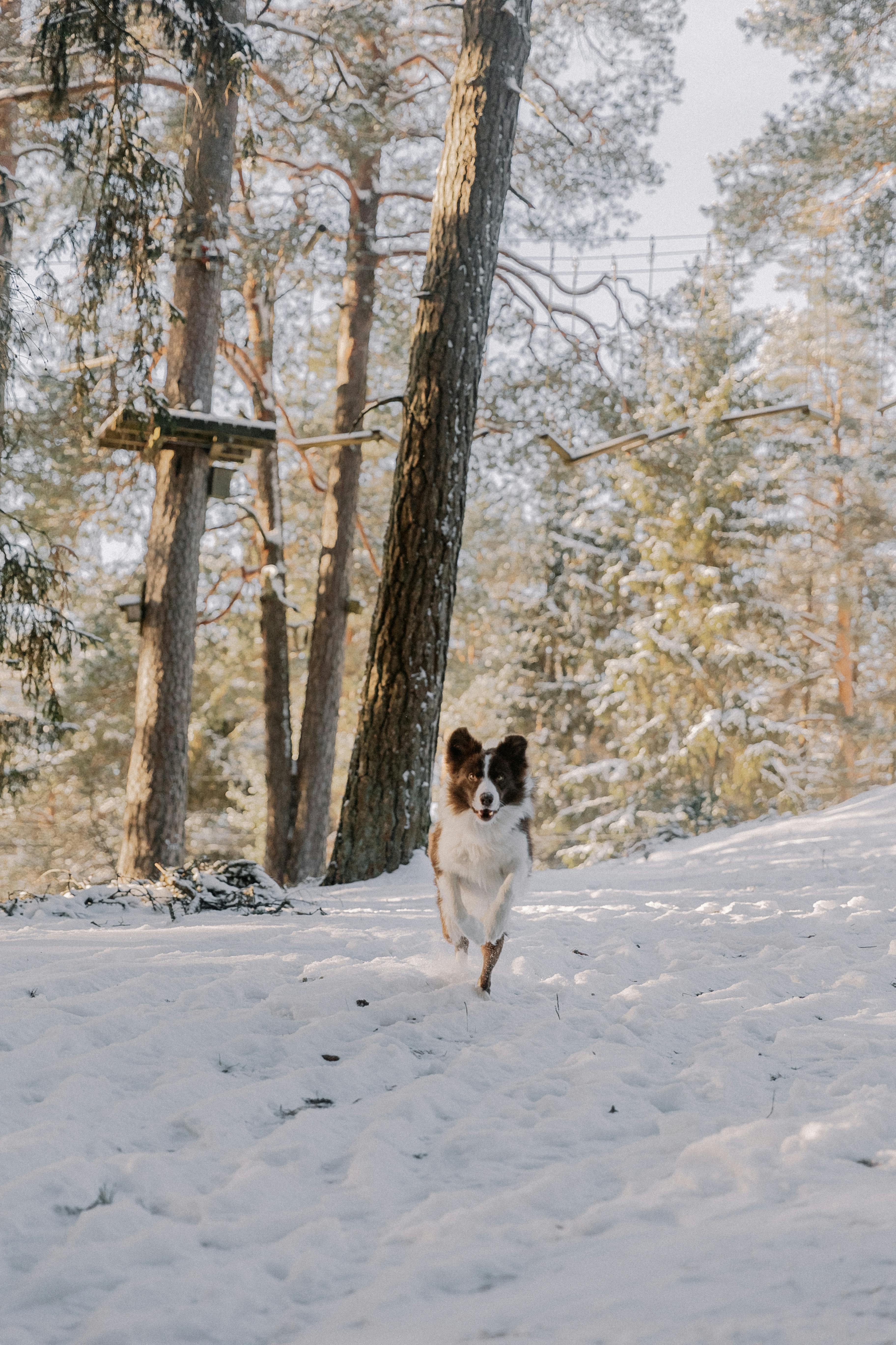 Border collie running through a snow-covered winter forest