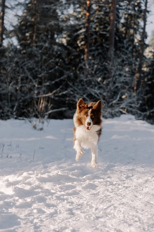 Gratis arkivbilde med border collie, dyrefotografering, forkjølelse