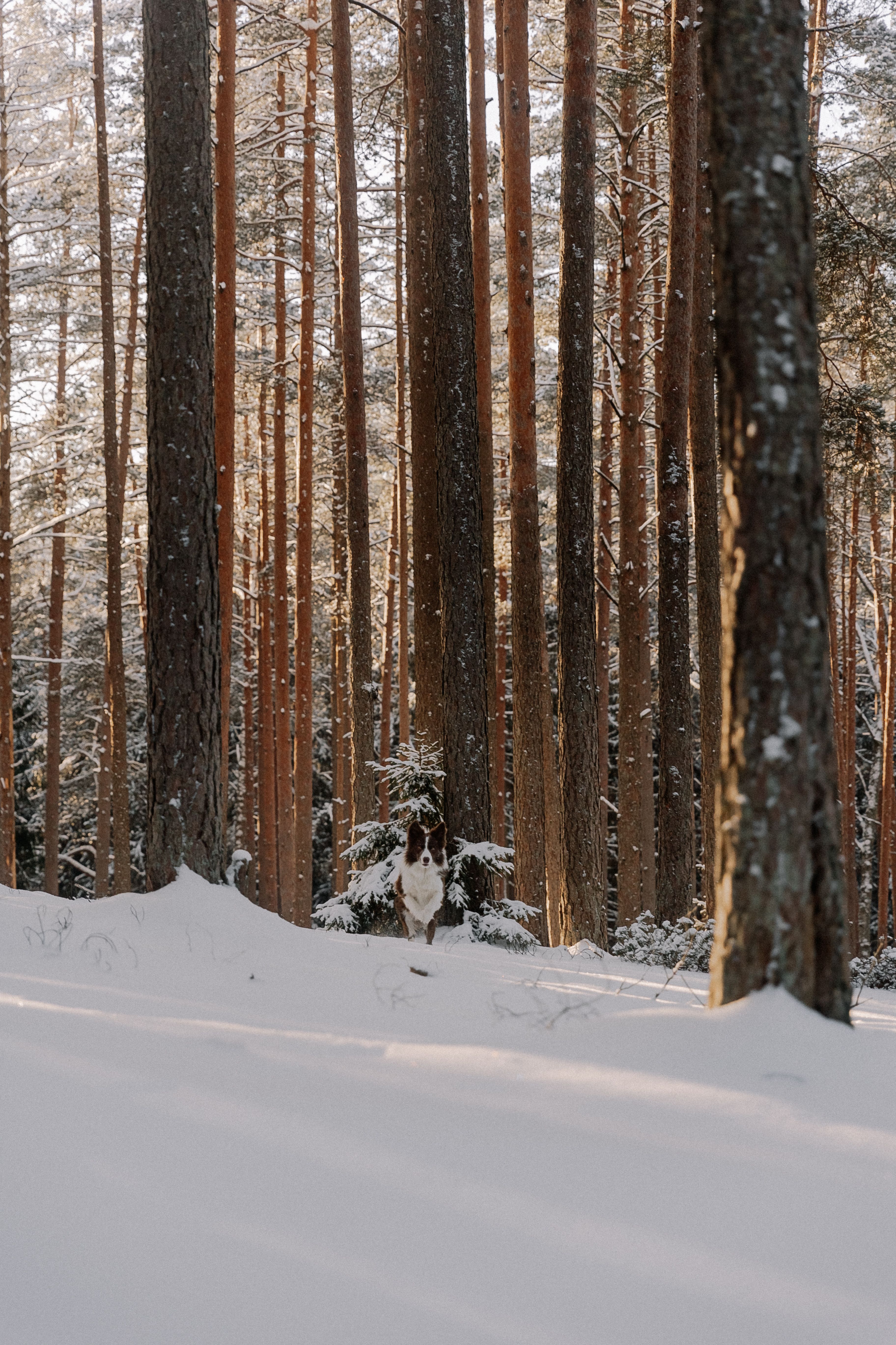 A snowy forest with trees and snow · Free Stock Photo
