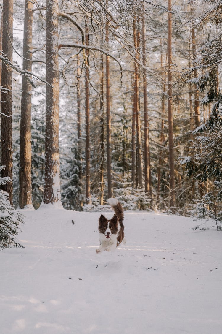 Dog Jumping On Snow In The Forest