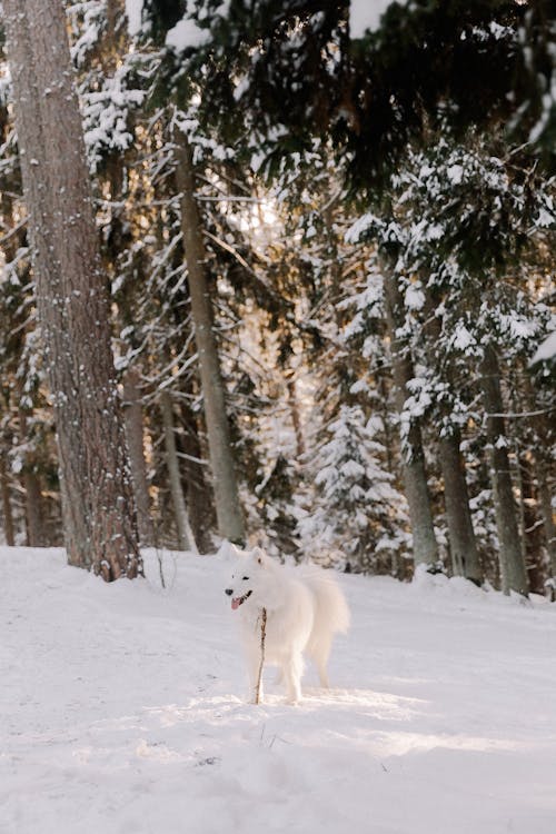 Безкоштовне стокове фото на тему «білий собака, вертикальні постріл, застуда»