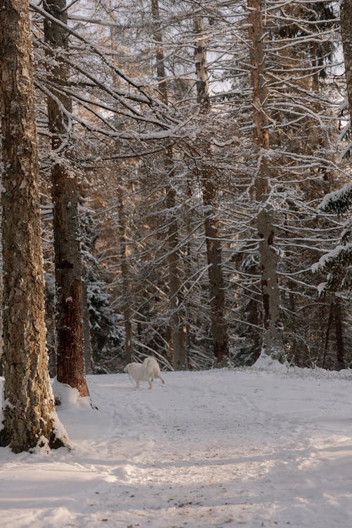 Foto d'estoc gratuïta de animal, arbres, blanc