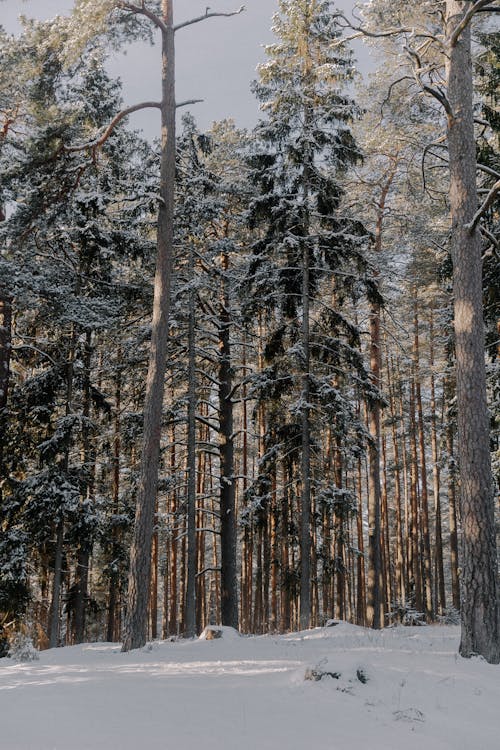 Snow Covered Pine Trees in a Winter Forest