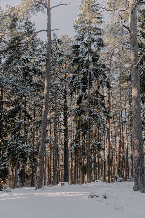 Snow Covered Pine Trees in a Winter Forest