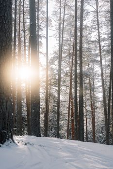 Winter forest with snow and sunlight filtering through tall trees. Tranquil and scenic view.
