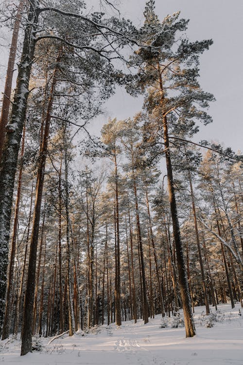 ağaçlar, beyaz, dikey atış içeren Ücretsiz stok fotoğraf