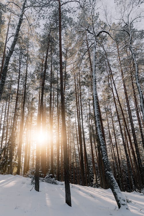 Gratis stockfoto met bomen, diep, kou