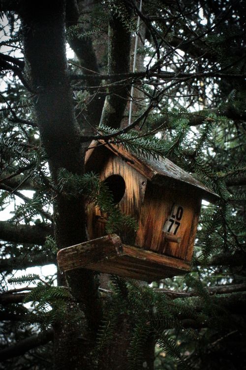 Free A wooden birdhouse nestled in the branches of a conifer tree. Perfect for nature and outdoor themes. Stock Photo