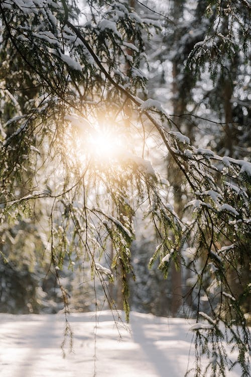 Fotos de stock gratuitas de bosque, conífera, frío