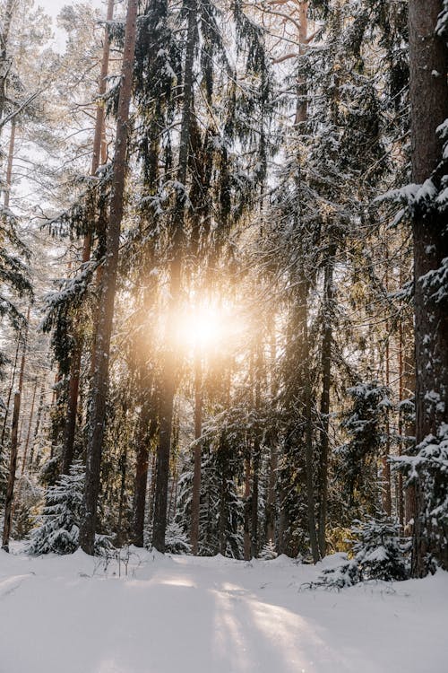 Kostnadsfri bild av barrträd, kall, landskap