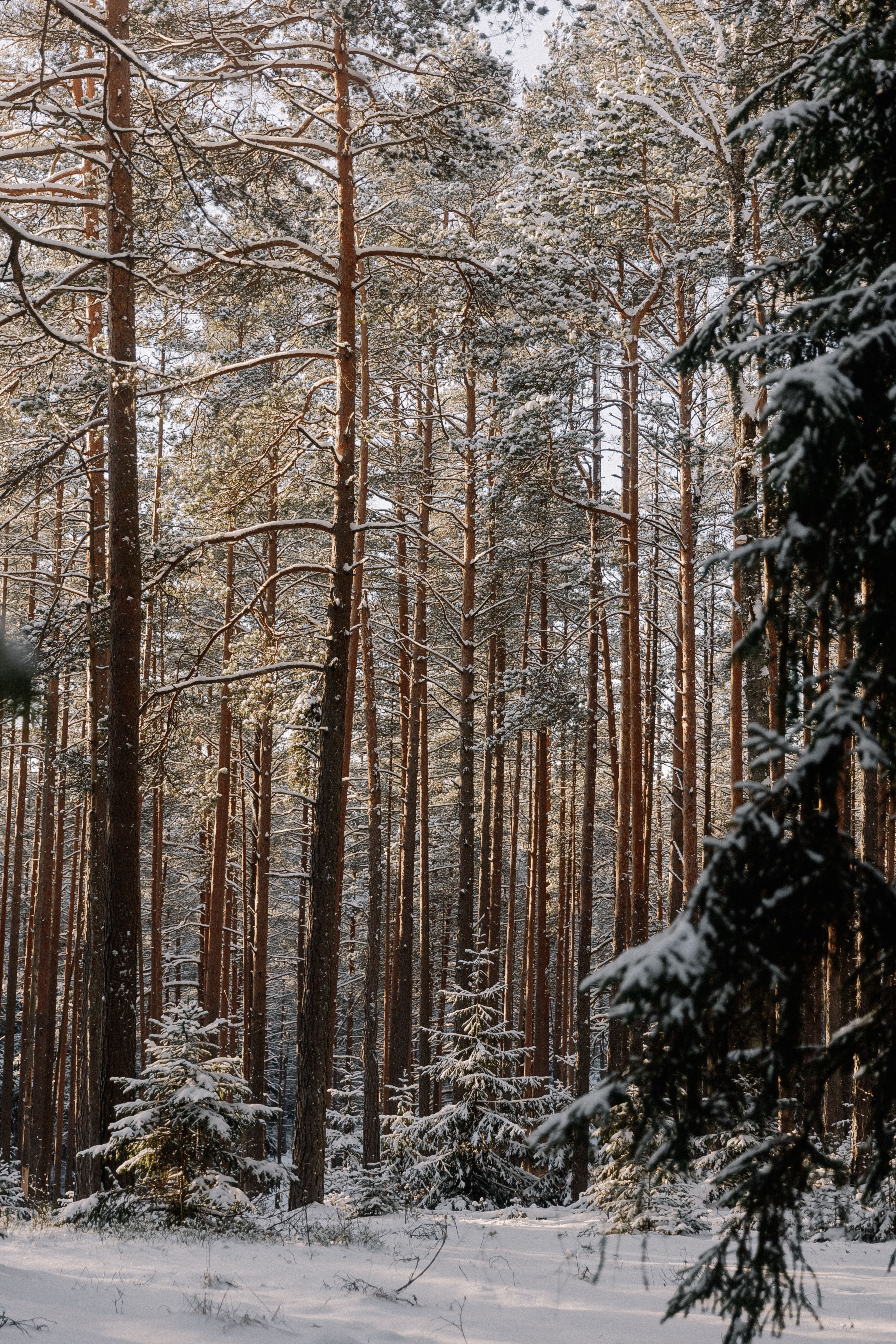 A snowy forest with tall pine trees · Free Stock Photo