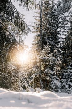 Beautiful snow-covered forest with sun rays creating a serene winter ambiance.