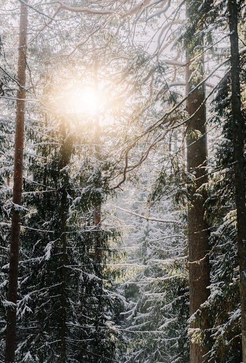 Gratis lagerfoto af forkølelse, lodret skud, natur