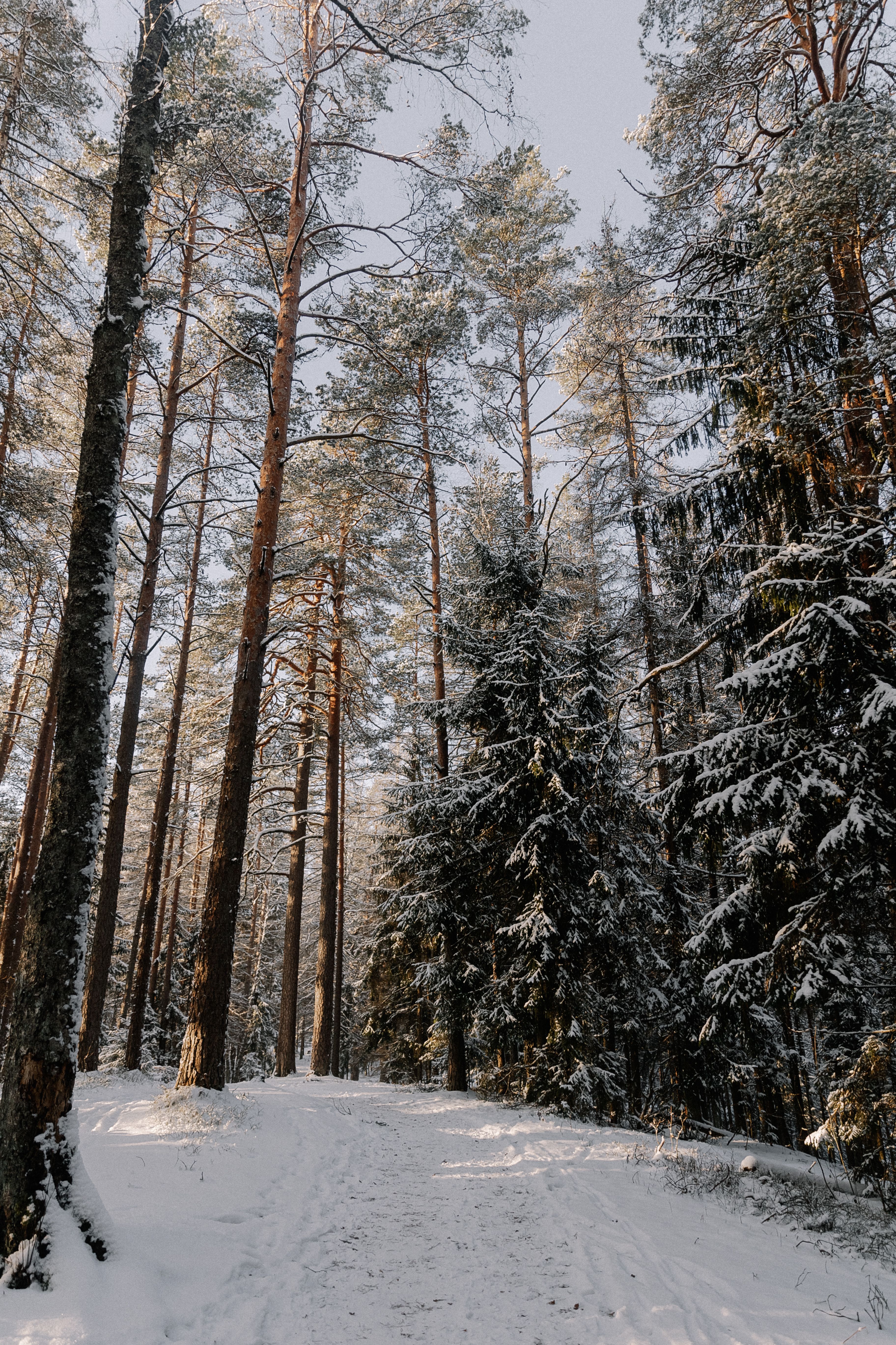 Dirt Road in Forest in Winter · Free Stock Photo