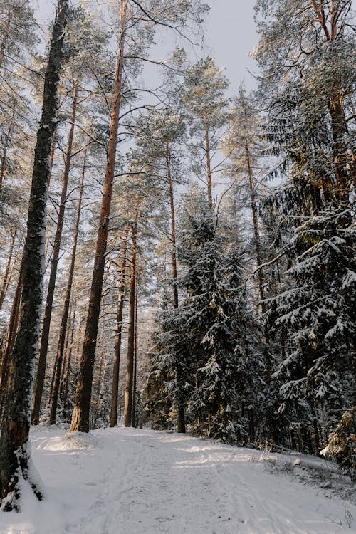 Gratis stockfoto met bomen, Bos, diep